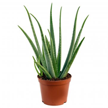 Flintra  Αλόη – Aloe vera
