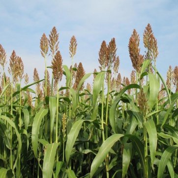 Flintra Σπόροι Σόργου (Pacific Graze)